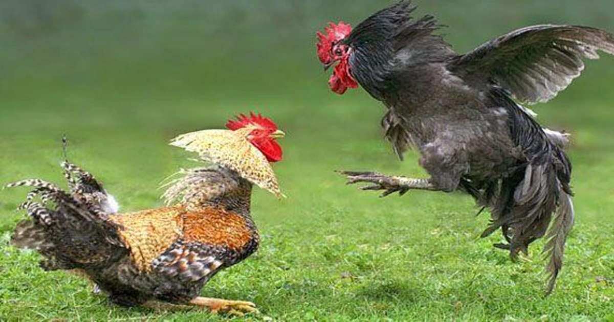 Situs Terpercaya Link Judi Sabung Ayam Resmi